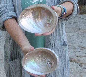 Two Polished Australian Greenlip Abalone shells 6"