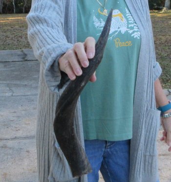 B-Grade Kudu horn 21 inches 