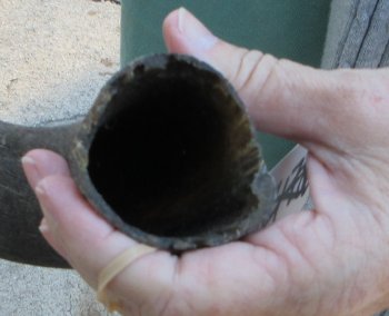 B-Grade Kudu horn 21 inches 