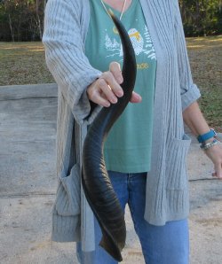 Real Kudu horn 25-1/4 inches 