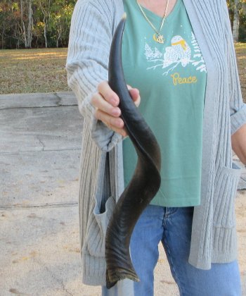 Real Kudu horn 25-1/4 inches 
