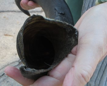 Real Kudu horn 25-1/4 inches 