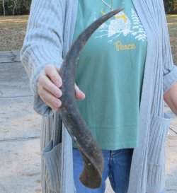 B-Grade Kudu horn 22 inches 