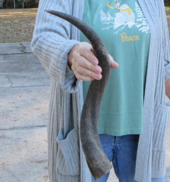 B-Grade Kudu horn 22 inches 