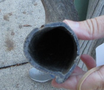 B-Grade Kudu horn 22 inches 