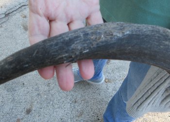B-Grade Kudu horn 22 inches 