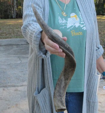 B-Grade Kudu horn 23 inches 