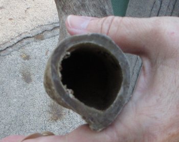 B-Grade Kudu horn 23 inches 