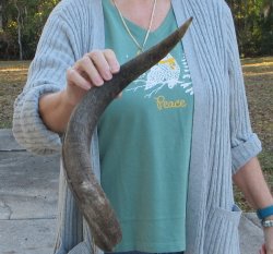 B-Grade Kudu horn 23 inches 