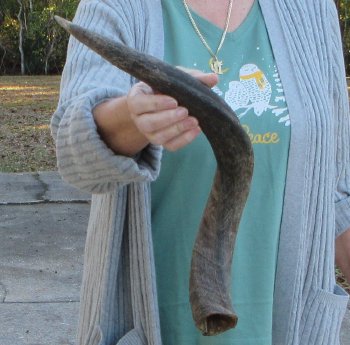 B-Grade Kudu horn 23 inches 