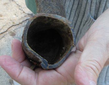 B-Grade Kudu horn 23 inches 