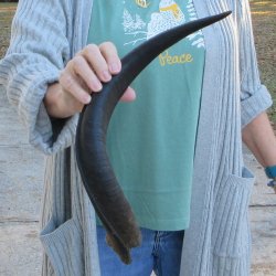 B-Grade Kudu horn 20-1/4 inches 