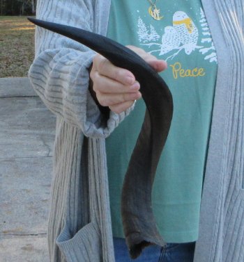 B-Grade Kudu horn 20-1/4 inches 