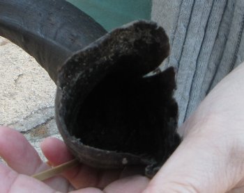 B-Grade Kudu horn 20-1/4 inches 