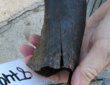 B-Grade Kudu horn 20-1/4 inches 