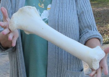 B-Grade Giraffe Femur Leg Bone 16 inch