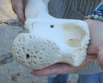 B-Grade Giraffe Femur Leg Bone 16 inch