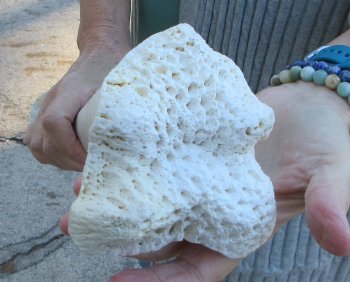 B-Grade Giraffe Femur Leg Bone 16 inch