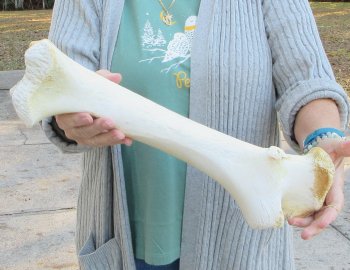B-Grade Giraffe Femur Leg Bone 17 inch