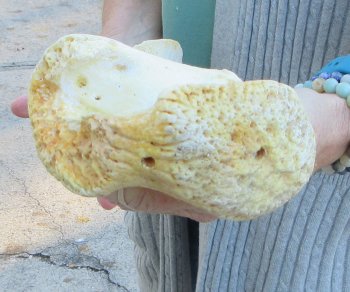 B-Grade Giraffe Femur Leg Bone 17 inch