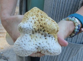 B-Grade Giraffe Femur Leg Bone 17 inch