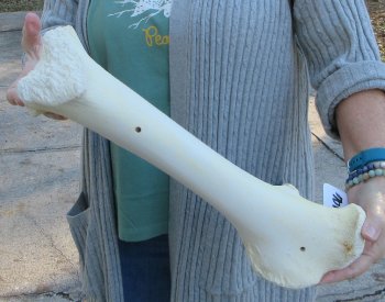 B-Grade Giraffe Femur Leg Bone 17 inch