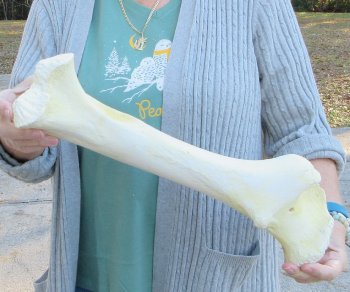 B-Grade Giraffe Femur Leg Bone 17 inch