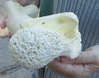 B-Grade Giraffe Femur Leg Bone 17 inch