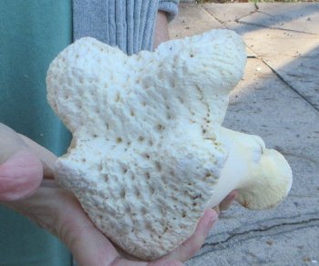 B-Grade Giraffe Femur Leg Bone 17 inch