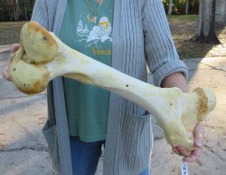 22 inch Giraffe Fem...