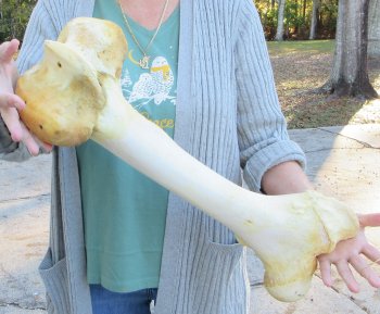 22 inch Giraffe Femur Leg Bone 