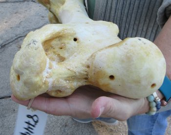 22 inch Giraffe Femur Leg Bone 