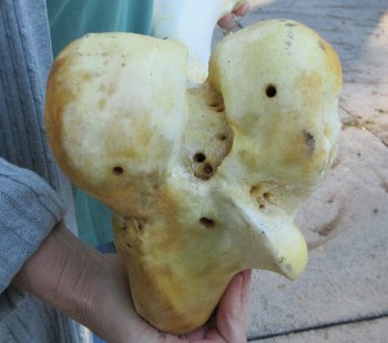 22 inch Giraffe Femur Leg Bone 