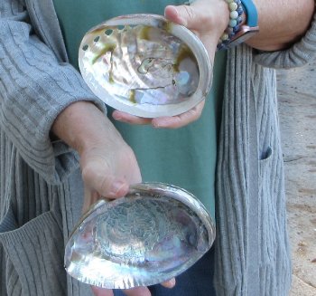 Two Polished Green Abalone 4-3/4" and 6"