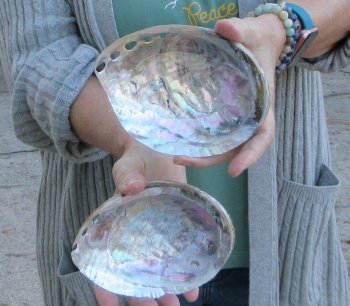 Two Polished Green Abalone 6"