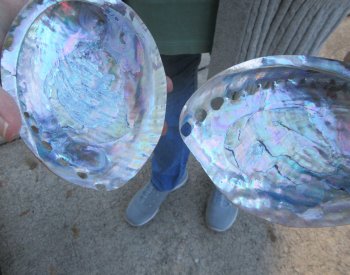 Two Polished Green Abalone 6"