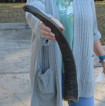 B-Grade 21 inch Nyala Horn 