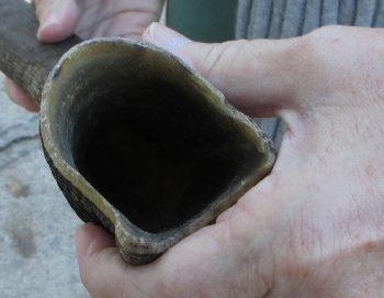 B-Grade 21 inch Nyala Horn 