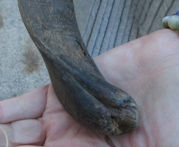 B-Grade 21 inch Nyala Horn 