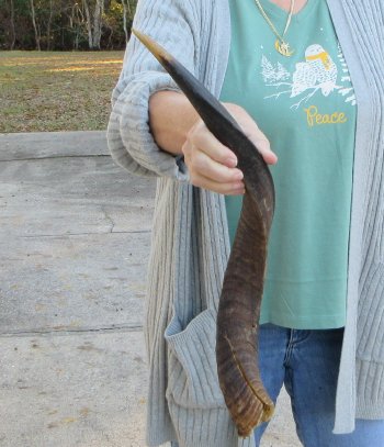 B-Grade 23 inch Nyala Horn 