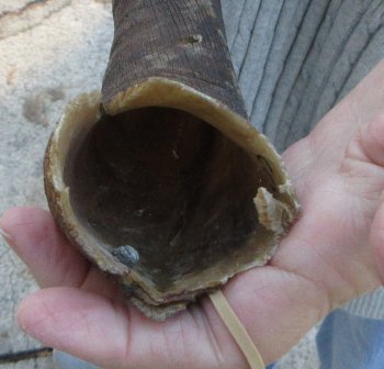 B-Grade 23 inch Nyala Horn 