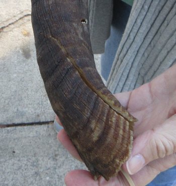 B-Grade 23 inch Nyala Horn 