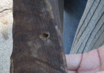 B-Grade 23 inch Nyala Horn 