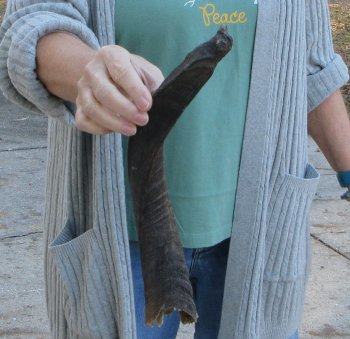 B-Grade 15 inch Nyala Horn 