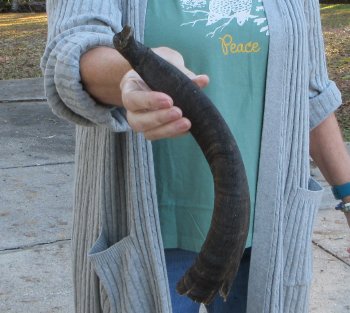 B-Grade 15 inch Nyala Horn 