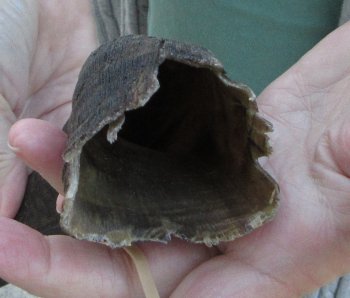 B-Grade 15 inch Nyala Horn 