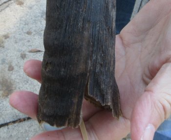 B-Grade 15 inch Nyala Horn 