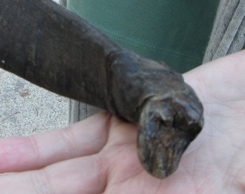 B-Grade 15 inch Nyala Horn 