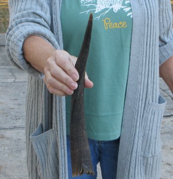 B-Grade 14 inch Nyala Horn 