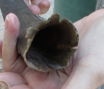 B-Grade 14 inch Nyala Horn 